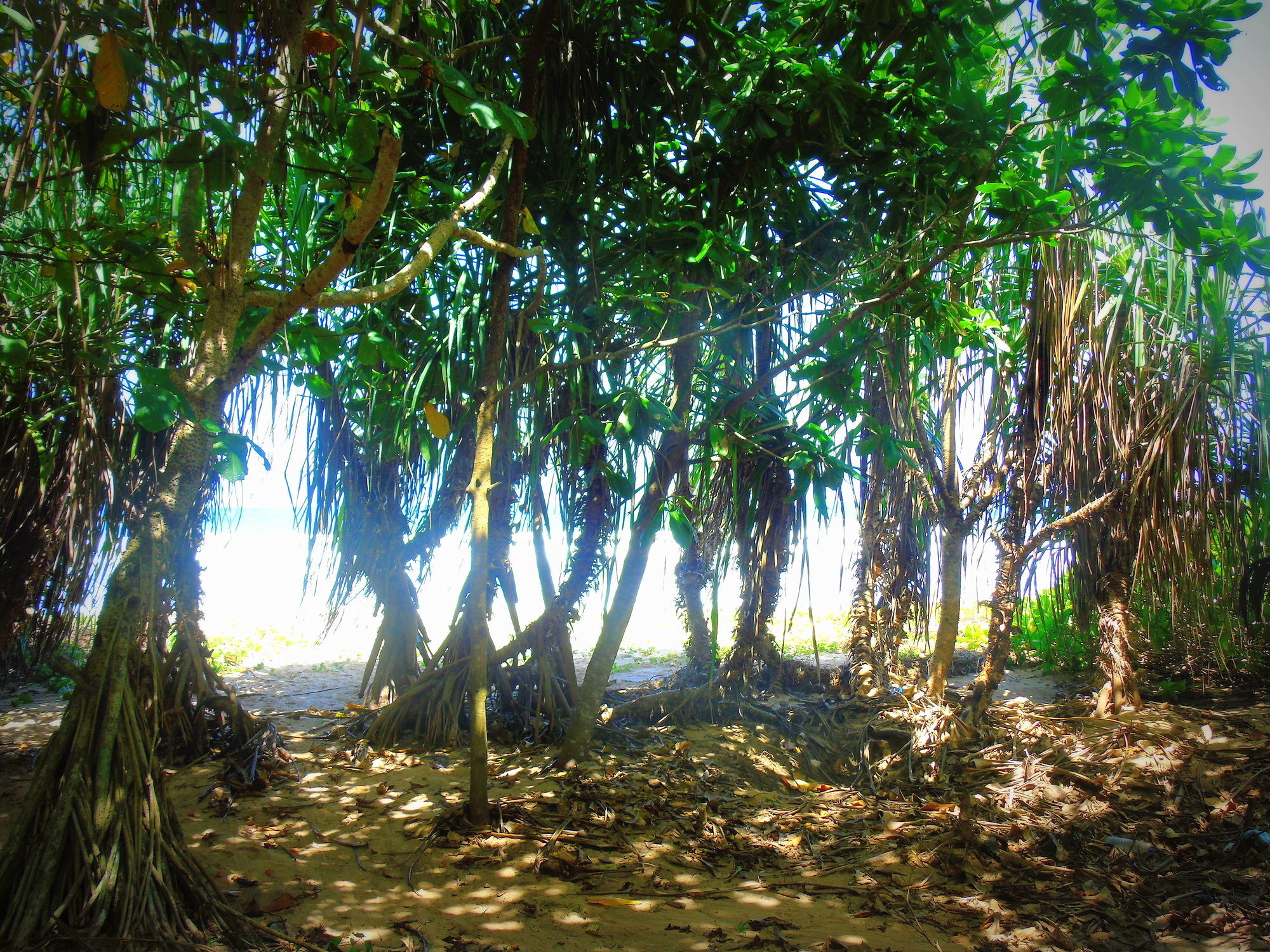 Talalla Coconut Hotel Dış mekan fotoğraf